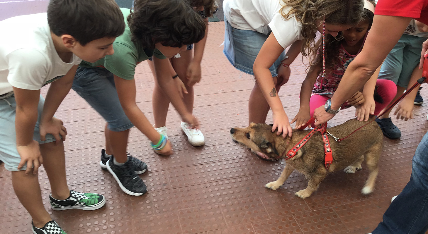 Ter animais sim, mas com responsabilidade!