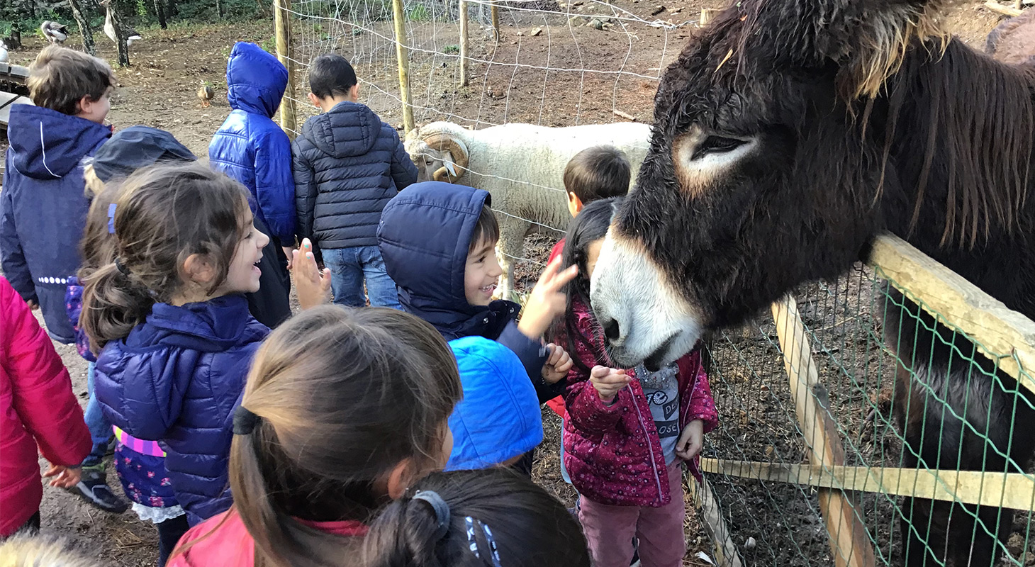 Dar festinhas aos coelhos e alimentar as cabras